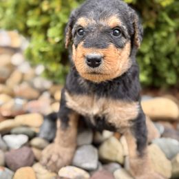 Dark Blue Collared Male - Black and tan male Airedale Terrier puppy in Marshallville, Ohio from Anne's Pups