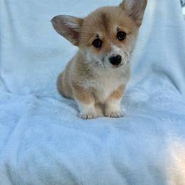 Crumpet - Red female Pembroke Welsh Corgi puppy in Hand County, South Dakota from Hills End Corgis