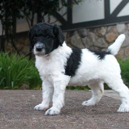 Poodle Puppies from Mount Zion Kennels