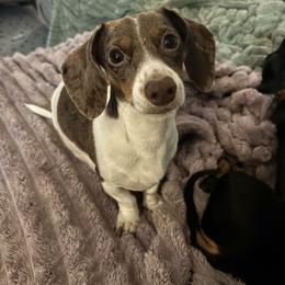 Hazelnut - Dachshund