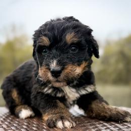 Boy 4 - Tri-color male Bernedoodle puppy in Montrose, Michigan from Livy’s Doodles