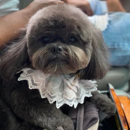 Shih Tzu Puppies from Grandma Ts Precious Puppies