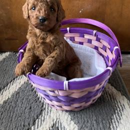 Cavapoo Puppies from Jorden’s Cavapoo’s