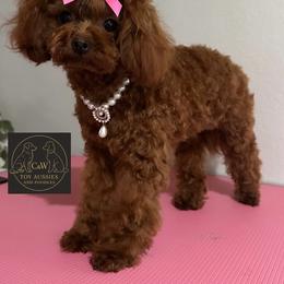 Coco Chanel - Poodle