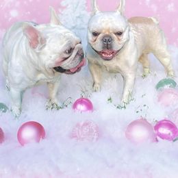 Noel - French Bulldog