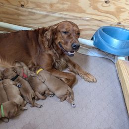 Golden Retriever Puppies from 10 Piece Golden Nugget Retrievers