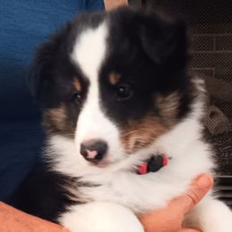 Boy 3 - Black white and tan male Shetland Sheepdog puppy in Walterboro, South Carolina from Pam's Shelties