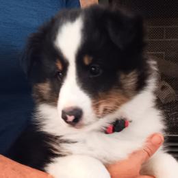Boy 3 - Black white and tan male Shetland Sheepdog puppy in Walterboro, South Carolina from Pam's Shelties
