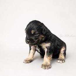 Magnolia - Black phantom female Aussiedoodle puppy in Weatherford, Texas from Grand Ole Aussies