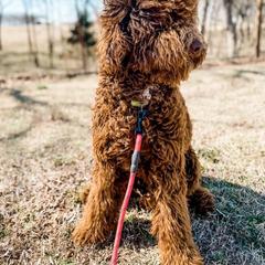 Goldendoodle, Old English Sheepdog, and Sheepadoodle All Grown Up from V6 Ranch Dogs