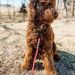 Goldendoodle, Old English Sheepdog, and Sheepadoodle All Grown Up from V6 Ranch Dogs