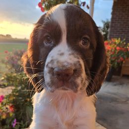 Willow - Liver and white female English Springer Spaniel puppy in Statesville, North Carolina from BAR Z Springers