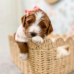 Lemonade - Red  female Goldendoodle puppy in Sulphur, Louisiana from Curly Q’s Of Carlyss