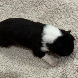 Aila - Border Collie puppy in Texas from Broadmoor Farm
