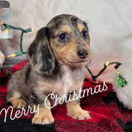 Border Collie, Dachshund, and Pembroke Welsh Corgi Puppies from Whisenhunt Farms