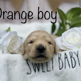 Golden Retriever Puppies from All shades Golden