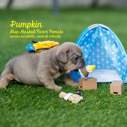 French Bulldog Puppies from Boujee Butt Frenchies