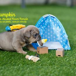 French Bulldog Puppies from Boujee Butt Frenchies