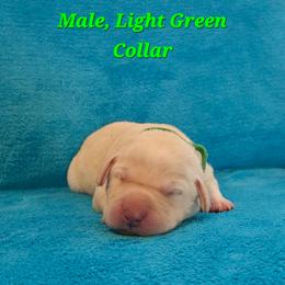 Maverick - Yellow male Labrador Retriever puppy in Caledonia, Ohio from 7Cs Labs