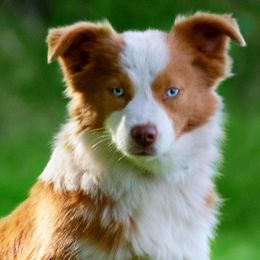 Border Collies, Miniature American Shepherds, Siberian Huskies, and Toy Australian Shepherds from Alpine Tails