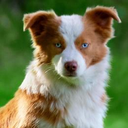 Border Collies, Miniature American Shepherds, Siberian Huskies, and Toy Australian Shepherds from Alpine Tails