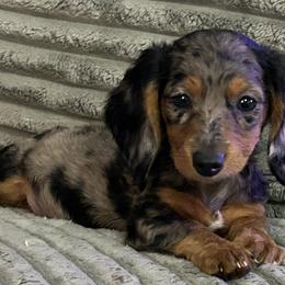 Dachshunds from Kayla Lester