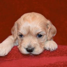 Cavapoo and Cockapoo Puppies from Clearview Canines