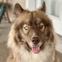 Valkyrie - Siberian Husky