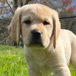 Labrador Retrievers from Dunrovin Farm