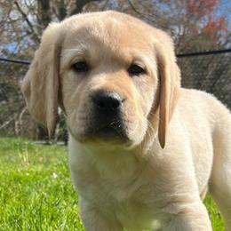 Labrador Retrievers from Dunrovin Farm