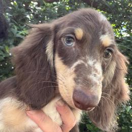 Pico - Dapple male Dachshund puppy in Call, Texas from Dachshund D’Amore