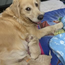 Golden Retriever Puppies from Lol-Goldens