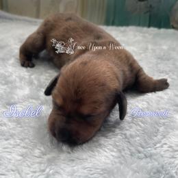 Isobel of Camelot (AKC Registered Name) - Dapple female Dachshund puppy in Scappoose, Oregon from Once Upon a Ween
