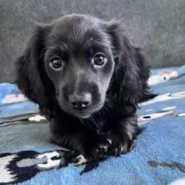 Bruno and Brownie - Black male Dachshund puppy in Ocala, Florida from Weenie Boops
