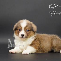 Slate (Male 3) Fluffy - Sable male Pembroke Welsh Corgi puppy in Straughn, Alabama from Magnolia Creek Corgis
