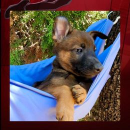 Miles - Red sable male Belgian Malinois puppy in Chino, California from BlueStone K9