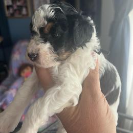 Willow-black collar - Parti male Poodle puppy in Winter Haven, Florida from Herdez’s Poodles