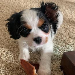 Cavalier King Charles Spaniels from Kids and Canines