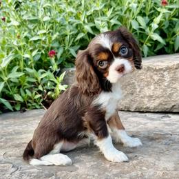 Cocoa - Chocolate female Cavalier King Charles Spaniel puppy in Draper, Utah from Peaks Pups & Cavachon Love Chocolate Cavaliers, Cavaliers, Cavachon’s, Cavapoos & Havanese