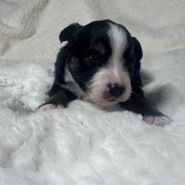 Lilly - Black tri female Miniature Australian Shepherd puppy in Reidsville, North Carolina from Cherry Grove Kennel