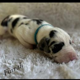 Farrah - Harlequin female Great Dane puppy in Liberty, New York from Catskills Greatest Danes