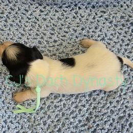 CONNER 3000 - Black and cream male Dachshund puppy in Gatesville, Texas from CJ's Dach Dynasty