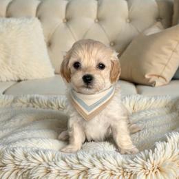 Everest - Cream male Maltipoo puppy in St. George, Utah from Winchester Hills Poodles and Doodles