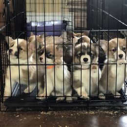 Pembroke Welsh Corgi Puppies from Arrowhead Corgis