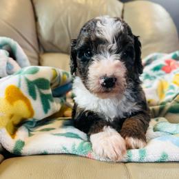 Ivy - Merle female Bernedoodle puppy in Sherman, Illinois from Shirl Doodle Life