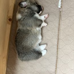 Labrador Retriever and Pembroke Welsh Corgi Puppies from Racing Winds Pembroke and Labradors