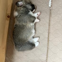 Labrador Retriever and Pembroke Welsh Corgi Puppies from Racing Winds Pembroke and Labradors