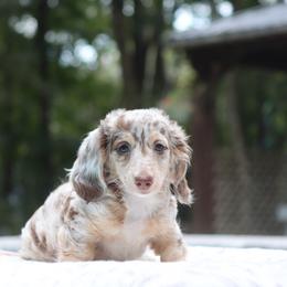Patty Cakes - Dapple female Dachshund puppy in Woodbine, Georgia from Bowdachs Miniatures
