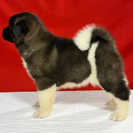 Girl 1 - Brown, black overlay female Akita puppy in Cuba, Missouri from Kamikaze Akitas