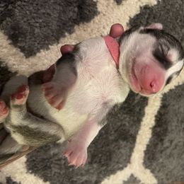 Siberian Husky Puppies from Alexandra's Siberian Huskies